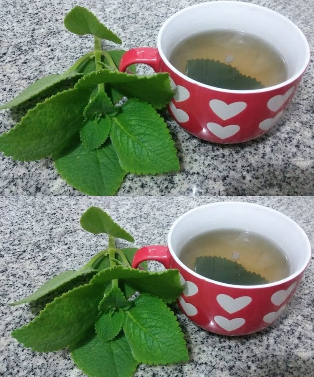 5 Reasons Oregano Can Be a Healthy Addition to Your Diet as You Age