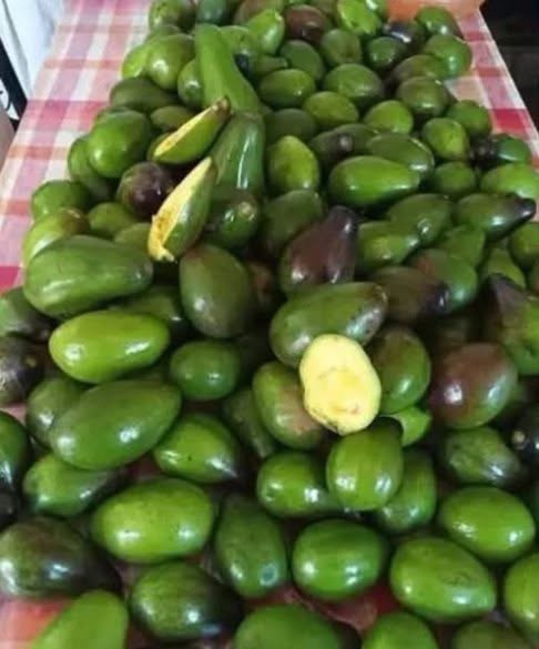 Who Should Be Cautious About Eating Avocados? Understanding Potential Risks and Allergies