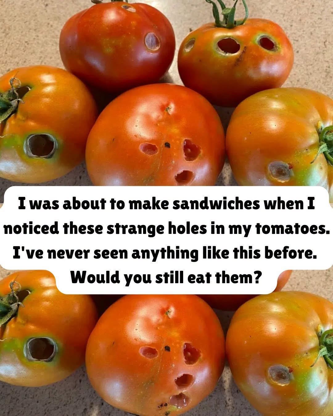 Why Tomatoes Develop Holes and Whether They’re Still Safe to Eat