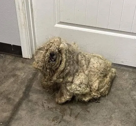 Rescued Dog’s Remarkable Recovery Reveals the Power of Compassion and Second Chances