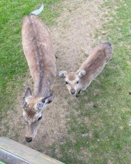 I Thought They Were Just Curious Deer—Until They Led Me to an Unsettling Discovery