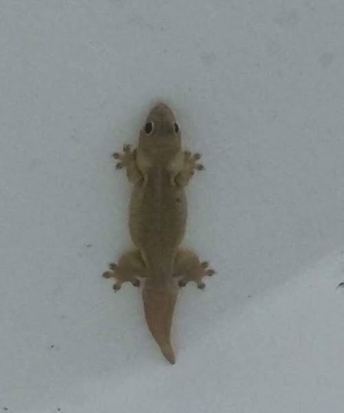 How a Lizard in Your Home May Symbolize Change, Protection, and Nature’s Balance