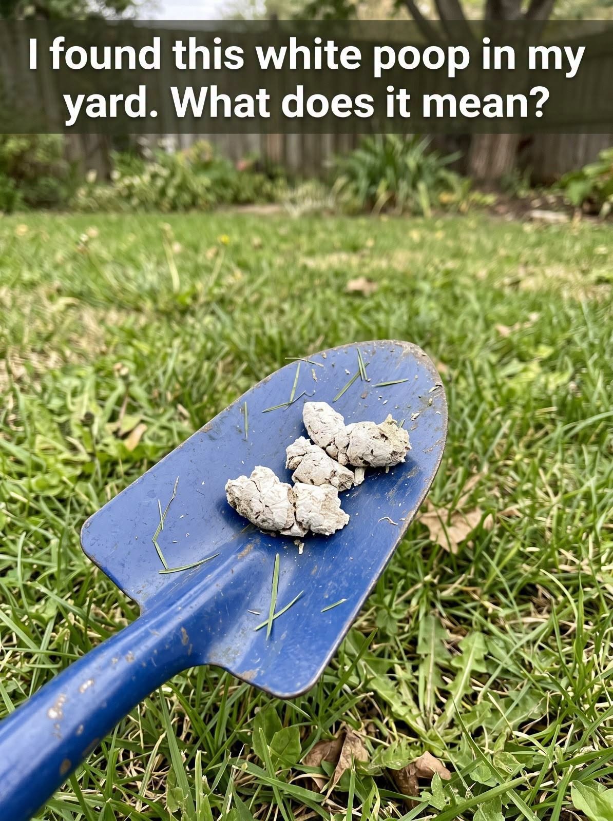 Why Does Your Dog Have White Poop? Here’s What You Should Know