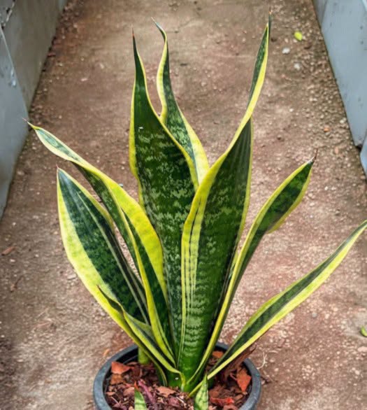 How Indoor Plants Can Bring More Comfort and Calm to Your Everyday Life