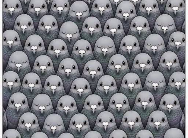 Can You Count All the Pigeons? This Fun Visual Puzzle Tests Your Observation Skills